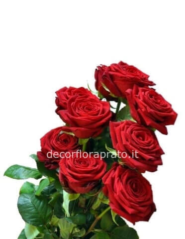 Rose a stelo di prima scelta a gambo lungo
