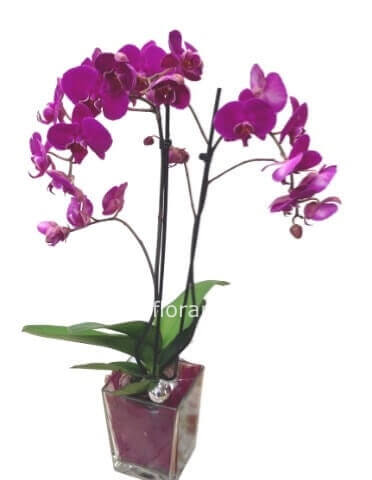 Orchidee