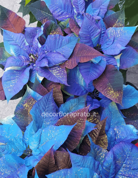 Stella di natale blu