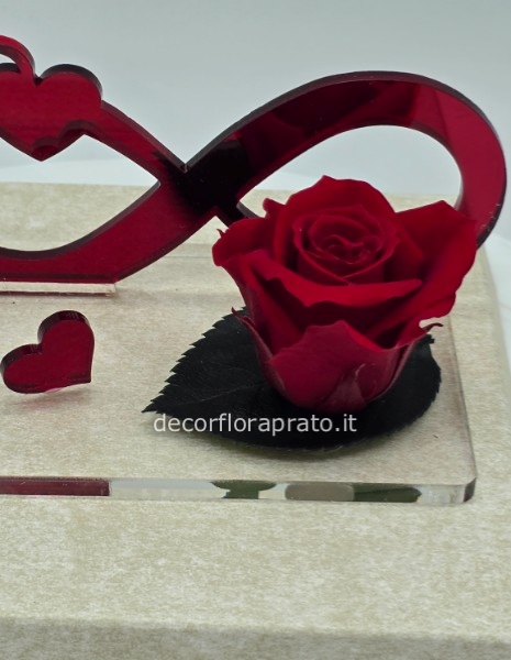 Rosa stabilizzata con il segno del infinito 